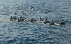 White Beaked Dolphins