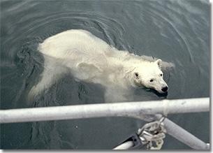 A curious Polar Bear